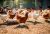 NEA Poultry Premix